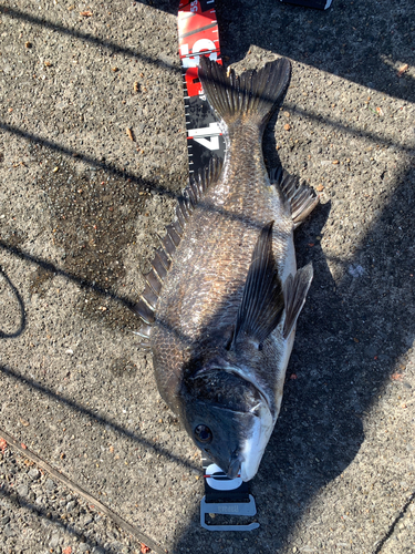 クロダイの釣果