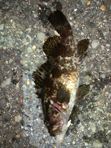 タケノコメバルの釣果