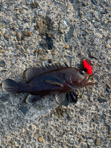 ヤミハタの釣果