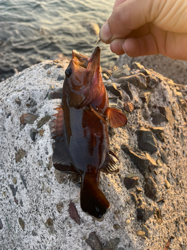 ヤミハタの釣果