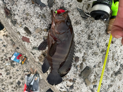 ヤミハタの釣果