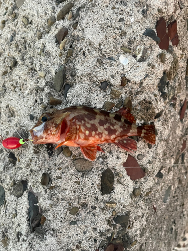 カサゴの釣果