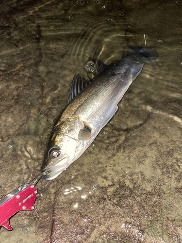 スズキの釣果