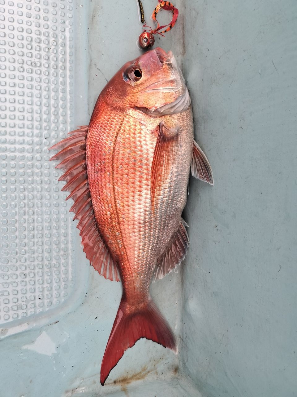 ドS東京湾鯛ラバ備忘録さんの釣果 2枚目の画像