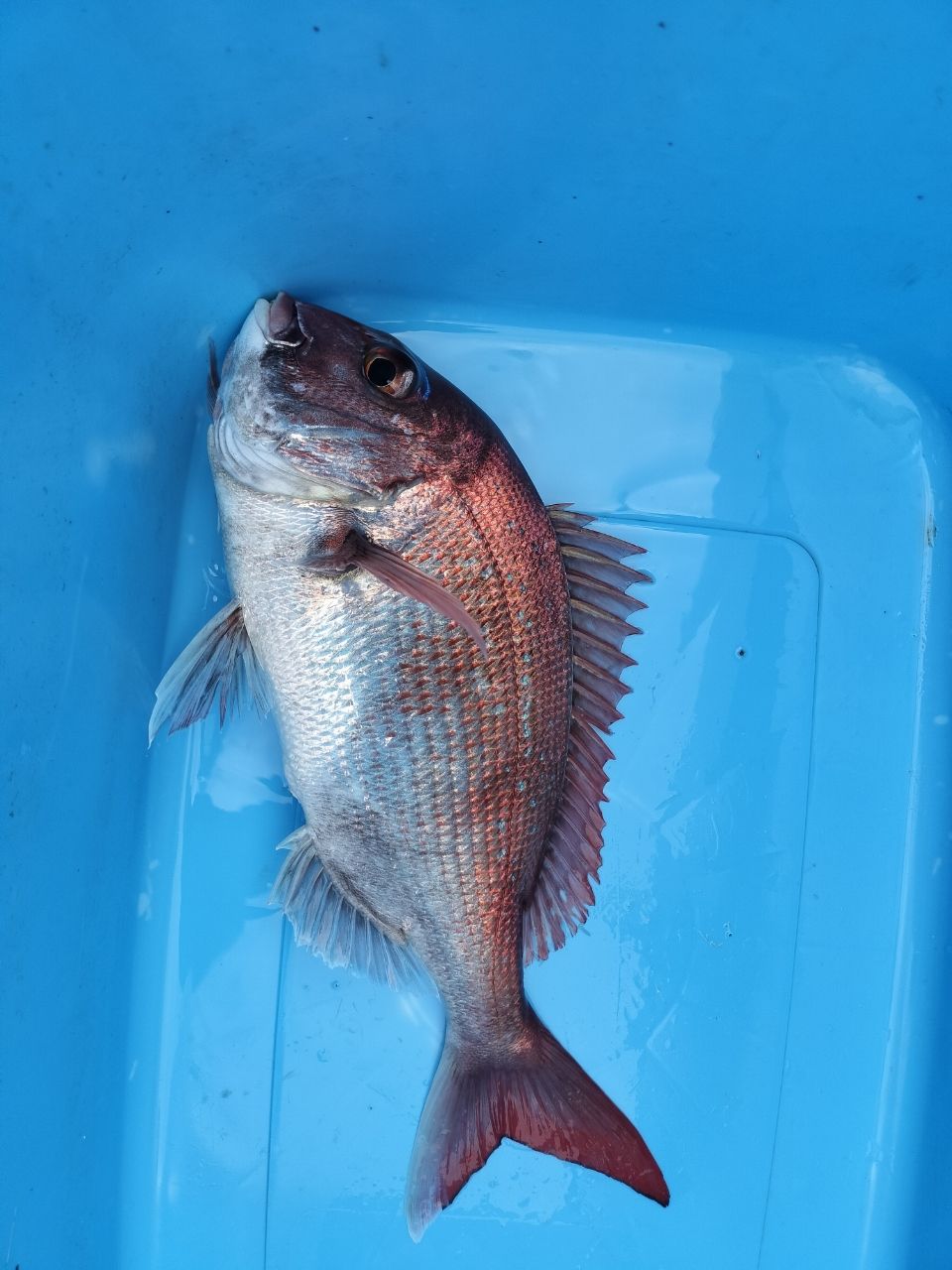 ドS東京湾鯛ラバ備忘録さんの釣果 3枚目の画像