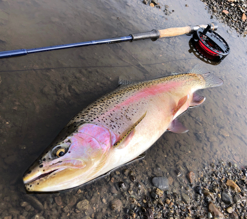 ニジマスの釣果