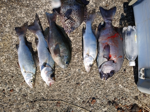 イシダイの釣果