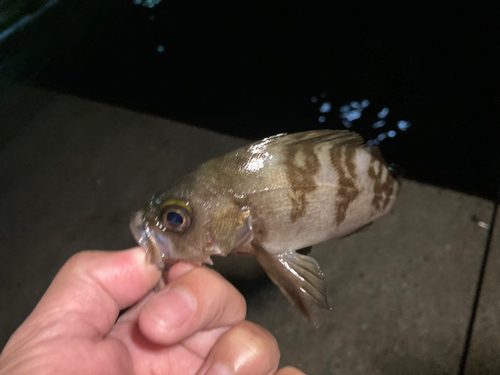 メバルの釣果