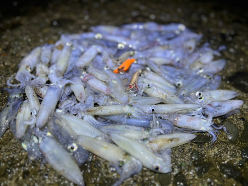 マメイカの釣果