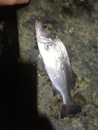 セイゴ（ヒラスズキ）の釣果