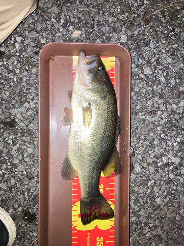 ブラックバスの釣果