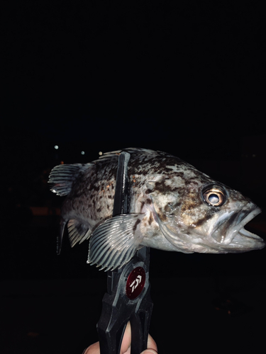 クロソイの釣果