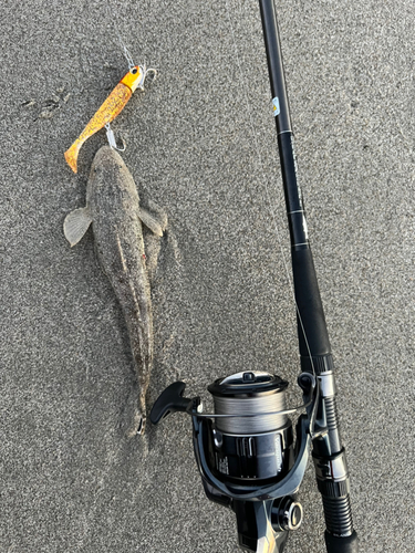 マゴチの釣果