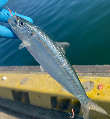 カタボシイワシの釣果