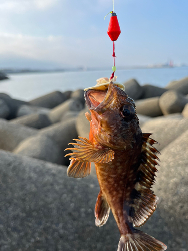 ガシラの釣果