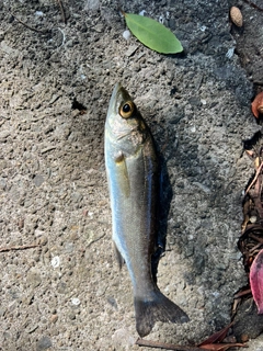 セイゴ（マルスズキ）の釣果