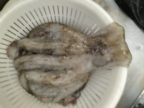 マダコの釣果