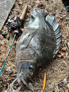 ティラピアの釣果