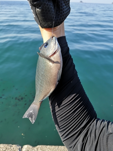 クチブトグレの釣果