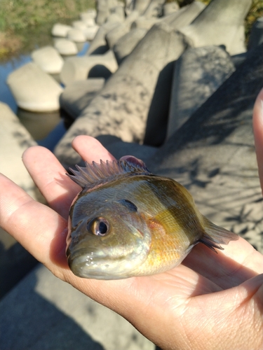 ブルーギルの釣果