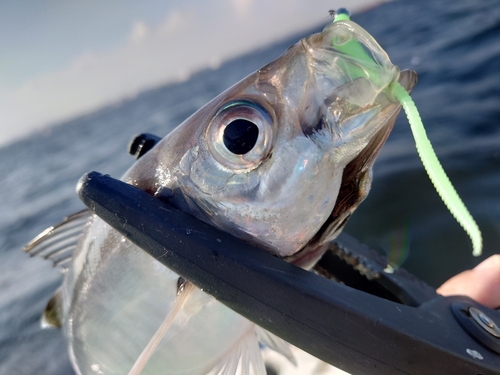 マアジの釣果