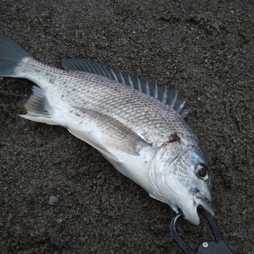 キチヌの釣果