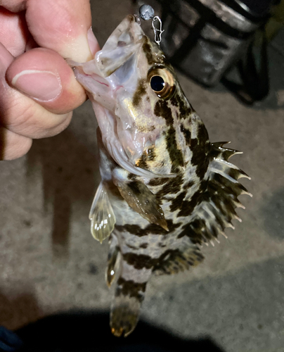 タケノコメバルの釣果