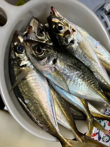 アジの釣果