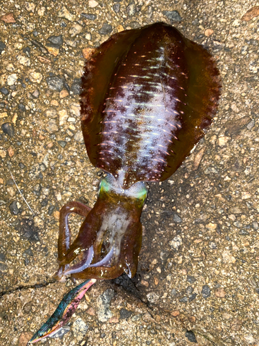 アオリイカの釣果