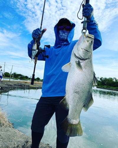 バラマンディの釣果