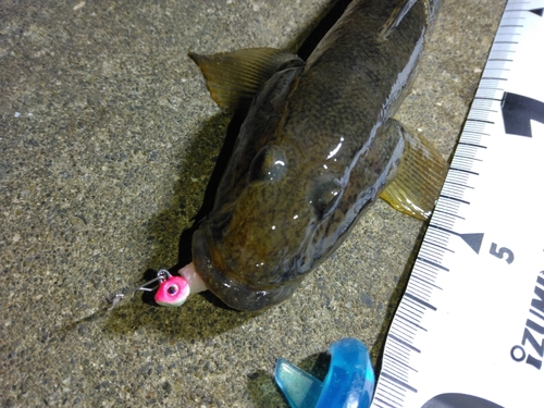 ハゼの釣果