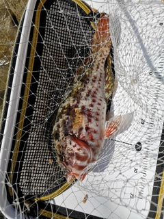 ブダイの釣果