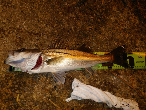 シーバスの釣果