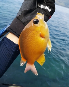 スズメダイの釣果