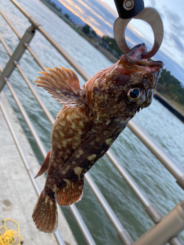 カサゴの釣果