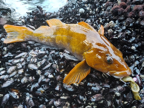 アイナメの釣果