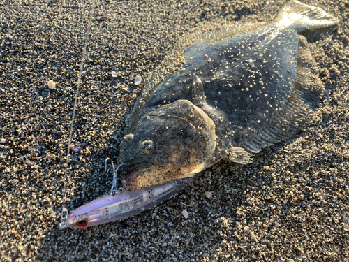 ヒラメの釣果