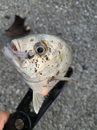 メッキの釣果