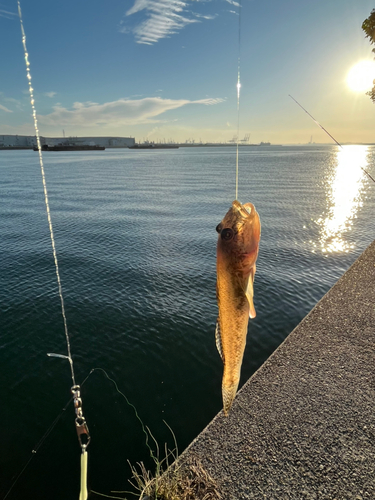 ハゼの釣果