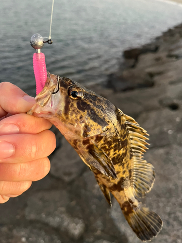 タケノコメバルの釣果