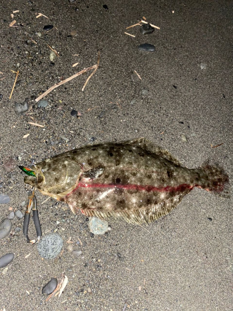 ヒラメ