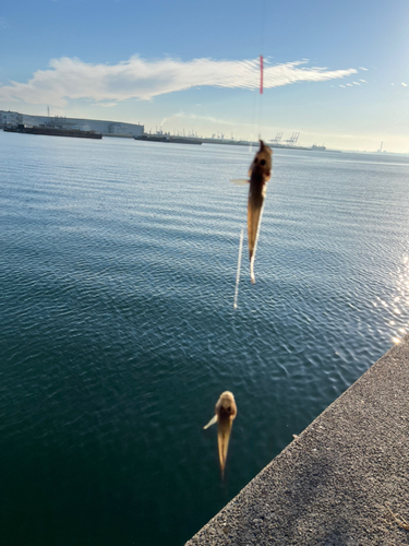 ハゼの釣果