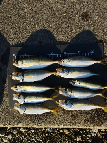 アジの釣果