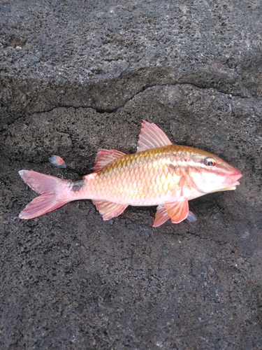 オジサンの釣果