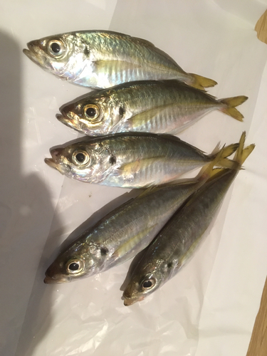 アジの釣果