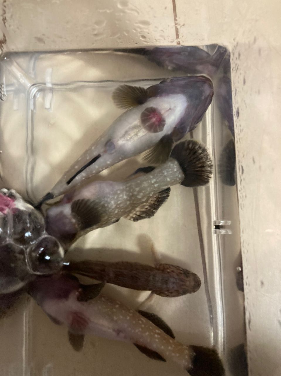 ヌマチチブ