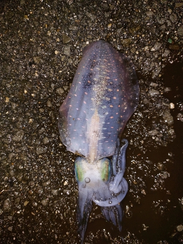 モイカの釣果