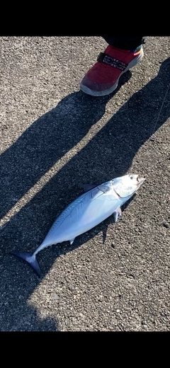 ヒラソウダの釣果