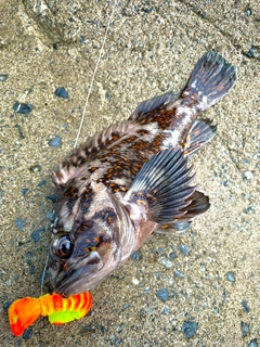 オウゴンムラソイの釣果