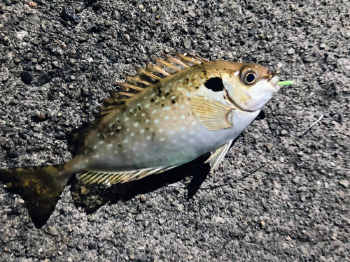 アイゴの釣果